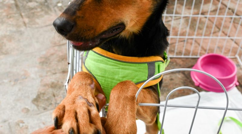 Prefeitura de Resende promove feira de adoção de cães e gatos em Campos Elíseos