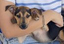 Macaé: Feira de adoção de cães, gatos e cavalos será no Shopping Plaza dia 16