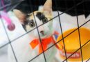 Campanha de adoção em Nova Iguaçu busca novo lar para cães e gatos neste domingo (17)