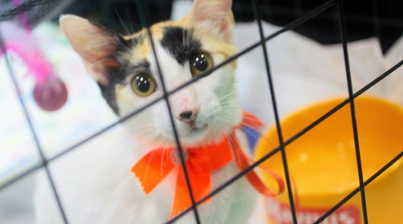Campanha de adoção em Nova Iguaçu busca novo lar para cães e gatos neste domingo (17)