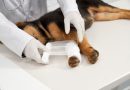 Confira 10 sinais de problemas ortopédicos em pets