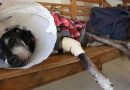 Agora é Lei: Norma sobre denúncia de maus-tratos a animais no Rio é alterada