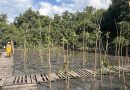 Dia do Meio Ambiente: professores e especialistas iniciam plantio de mil mudas em mangue no Caju e reforçam o ‘pulmão verde’ da Baía de Guanabara