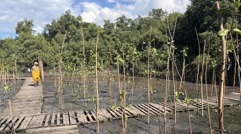 Dia do Meio Ambiente: professores e especialistas iniciam plantio de mil mudas em mangue no Caju e reforçam o ‘pulmão verde’ da Baía de Guanabara