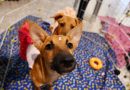 Campanha de adoção de animais da Prefeitura acontece neste domingo (21) no Shopping Nova Iguaçu
