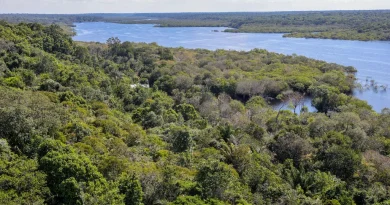 Programa Florestas do Amanhã inicia nova etapa com investimento de R$ 39,5 milhões para recuperação ambiental