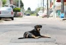 Estado inclui no calendário oficial a Semana “Eu Freio para os Animais” para incentivar a proteção da vida animal