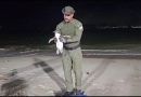 Temporada de pinguins começa em Niterói e Guarda Ambiental orienta população sobre como agir