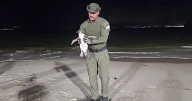 Temporada de pinguins começa em Niterói e Guarda Ambiental orienta população sobre como agir
