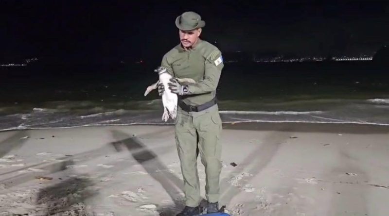 Temporada de pinguins começa em Niterói e Guarda Ambiental orienta população sobre como agir