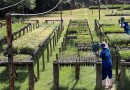 Programa socioambiental da Cedae disputa premiação internacional de sustentabilidade