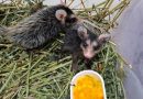 Animais resgatados em Volta Redonda retornam à natureza após reabilitação no Zoo-VR