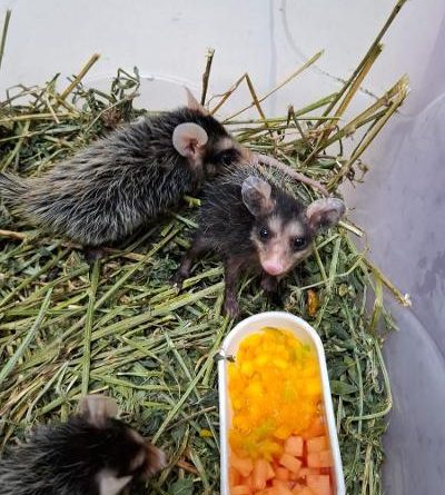 Animais resgatados em Volta Redonda retornam à natureza após reabilitação no Zoo-VR