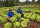 Com PAA, renda de agricultores familiares cresce até 30% e dependência do CadÚnico chega a cair 57%