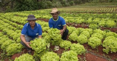 Com PAA, renda de agricultores familiares cresce até 30% e dependência do CadÚnico chega a cair 57%