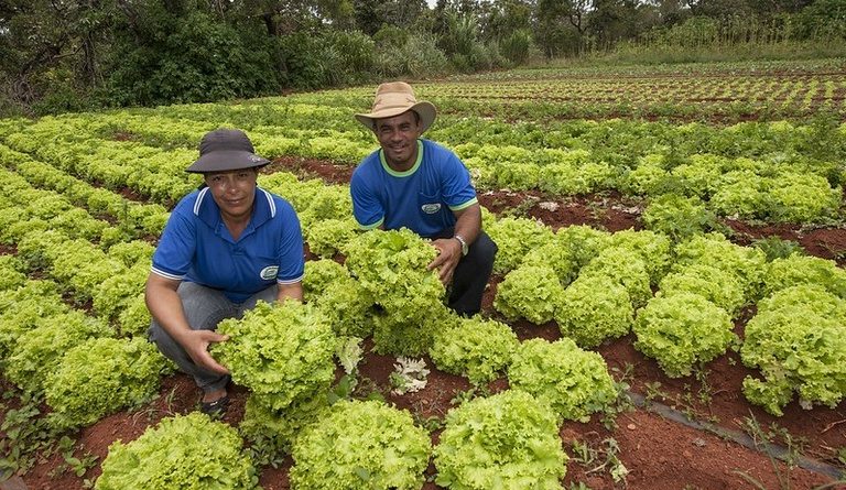 Com PAA, renda de agricultores familiares cresce até 30% e dependência do CadÚnico chega a cair 57%