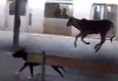 Bezerro invade estação de trem de Japeri e assusta passageiros