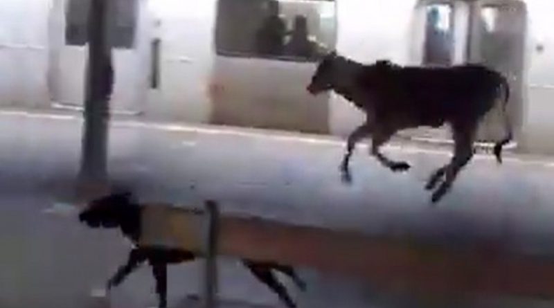 Bezerro invade estação de trem de Japeri e assusta passageiros