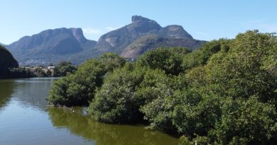 Rio amplia proteção de manguezais com novas áreas ambientais