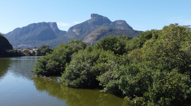 Rio amplia proteção de manguezais com novas áreas ambientais