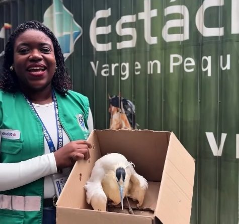 Belford Roxo: Secretaria de Meio Ambiente resgata Garça-Real debilitada e ferida e encaminha para reabilitação na Universidade Estácio na Região Sudoeste