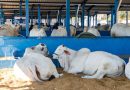 Programa Macaé Reproduza+ é destaque em painel sobre inovação e desenvolvimento da pecuária
