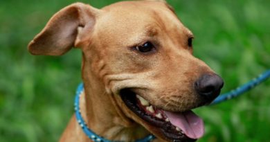 Câmara do Rio: Rio terá programa de monitoramento de animais sob a guarda de pessoas em situação de rua