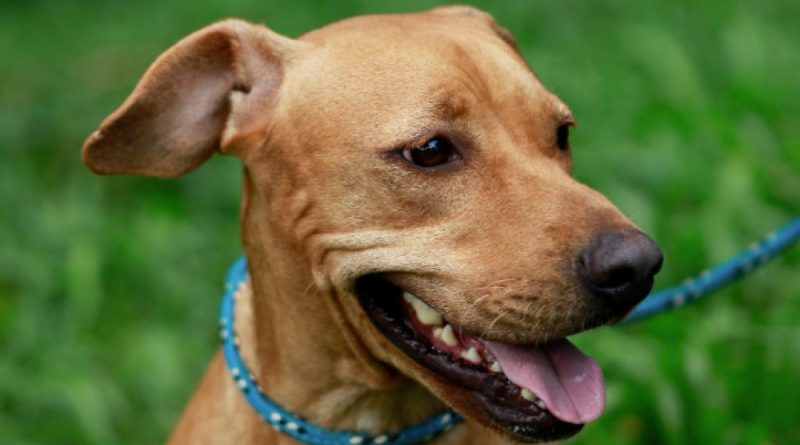 Câmara do Rio: Rio terá programa de monitoramento de animais sob a guarda de pessoas em situação de rua