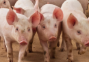 China, Paraguai e Palau abrem mercados para produtos brasileiros