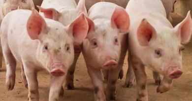 China, Paraguai e Palau abrem mercados para produtos brasileiros