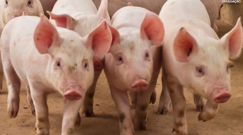 China, Paraguai e Palau abrem mercados para produtos brasileiros