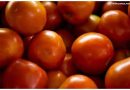 Preço do tomate negociado nas principais Ceasas brasileiras tem queda média de 15,85%
