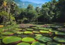 Jardim Botânico do Rio lança editais para ampliar parcerias em ciência, cultura e conservação da biodiversidade 