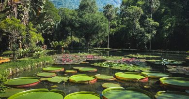 Jardim Botânico do Rio lança editais para ampliar parcerias em ciência, cultura e conservação da biodiversidade 