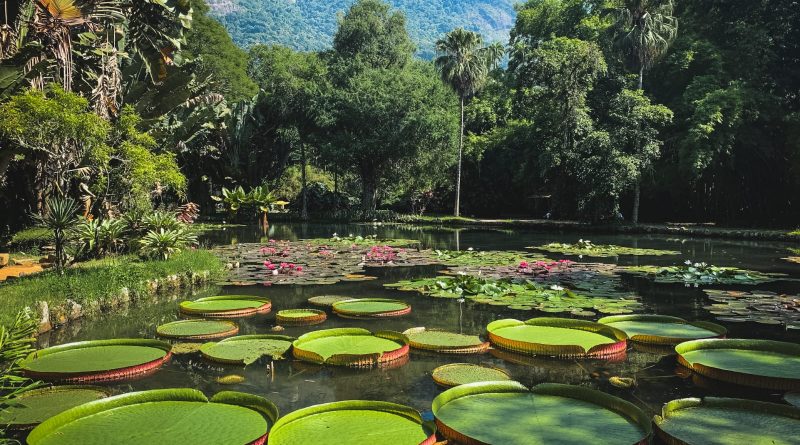 Jardim Botânico do Rio lança editais para ampliar parcerias em ciência, cultura e conservação da biodiversidade 