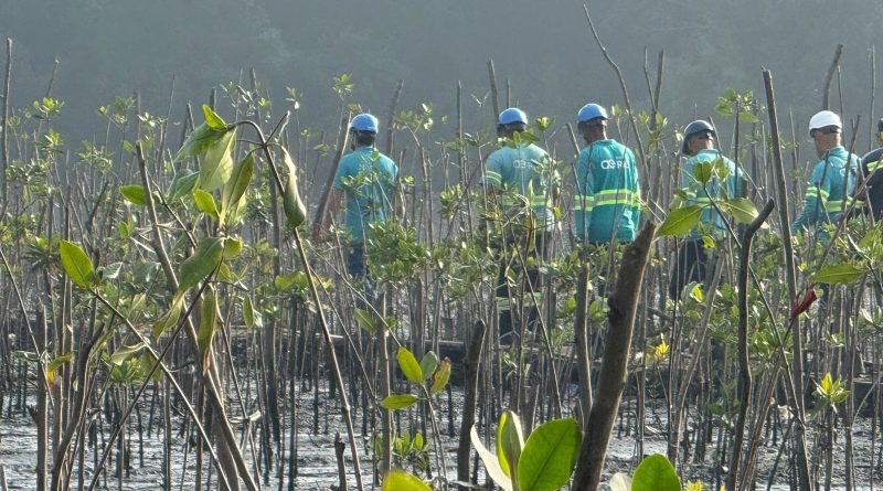 Dia de Proteção aos Manguezais: plantio de 20 mil mudas transforma cenário às margens da Baía de Guanabara 