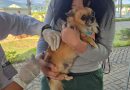 Quatis e Pinheiral recebem campanha de vacinação gratuita para cães e gatos