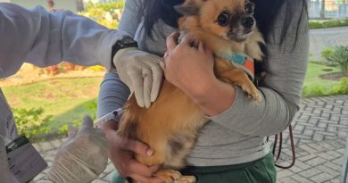 Quatis e Pinheiral recebem campanha de vacinação gratuita para cães e gatos
