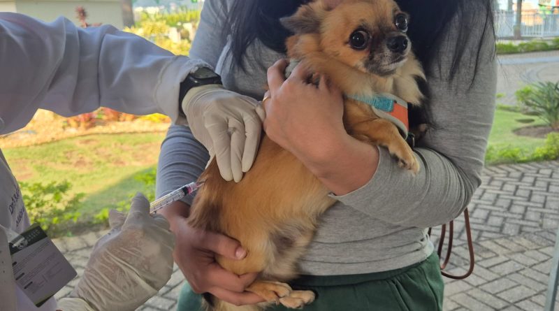 Quatis e Pinheiral recebem campanha de vacinação gratuita para cães e gatos