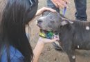 Prefeitura de Cabo Frio realiza resgate de cão em situação de abandono no bairro Cajueiro