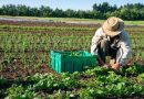 Produção de alimentos, mudanças climáticas e agricultura familiar: Estado do Rio abre debate para construir plano voltado ao desenvolvimento sustentável