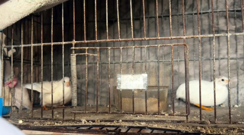 Motorista é identificado após atropelar cão e fugir sem prestar socorro em Volta Redonda