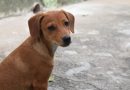 Prefeitura e UNIFAA promovem ação gratuita de castração de cães e gatos em Itatiaia