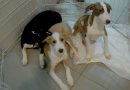 Campanha de adoção de animais da Prefeitura acontece neste domingo (12), no Shopping Nova Iguaçu