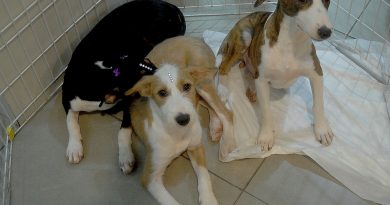 Campanha de adoção de animais da Prefeitura acontece neste domingo (12), no Shopping Nova Iguaçu