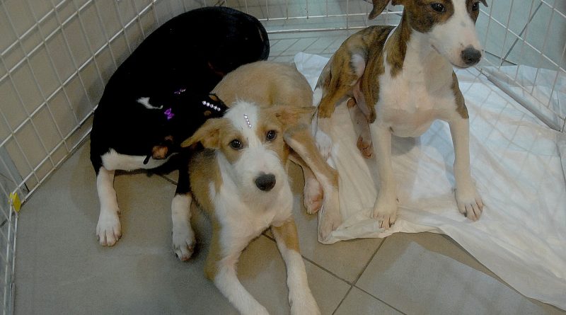Campanha de adoção de animais da Prefeitura acontece neste domingo (12), no Shopping Nova Iguaçu