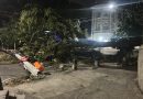 Fortes ventos provocam quedas de árvores em diversos pontos do Rio