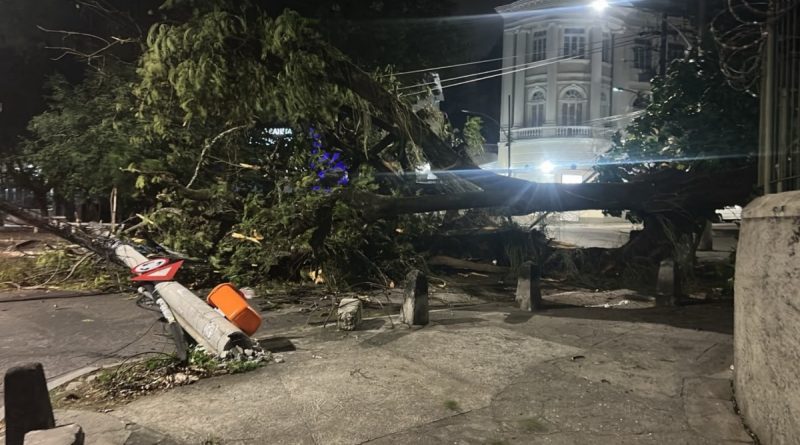 Fortes ventos provocam quedas de árvores em diversos pontos do Rio