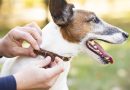 Guapimirim lança programa de microchipagem para cães e gatos