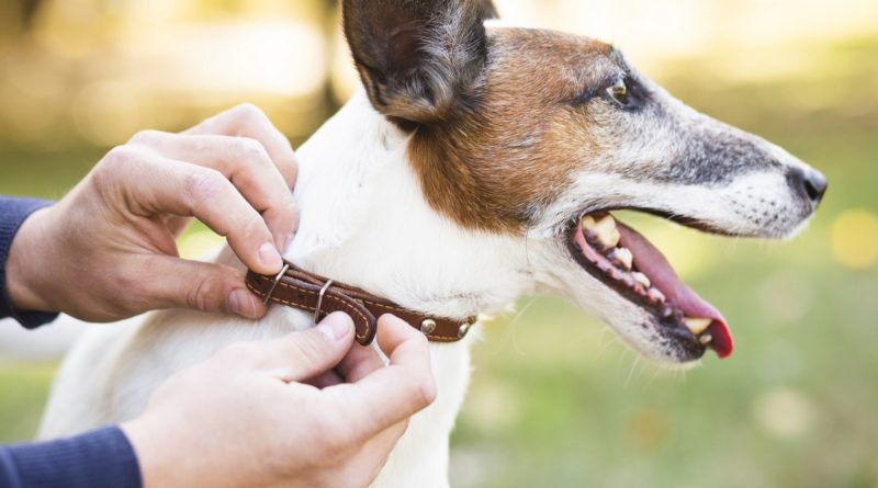 Guapimirim lança programa de microchipagem para cães e gatos